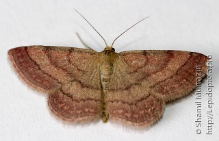 Scopula rubiginata