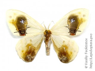 Самец  Macrocilix maia