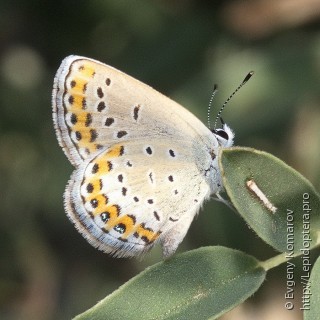 Plebejus maracandicus