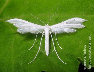 Pterophoridae