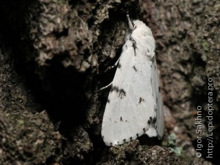 Acronicta leporina