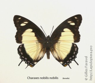 Charaxes nobilis
