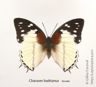 Имаго  Charaxes hadrianus