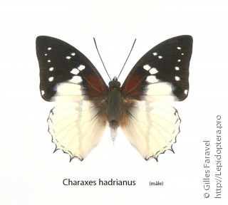Charaxes hadrianus