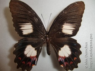 Имаго  Papilio ambrax