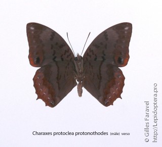 Charaxes protoclea
