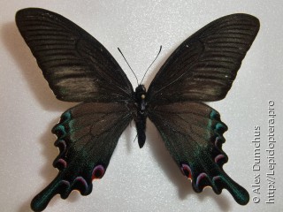 Имаго  Papilio syfanius