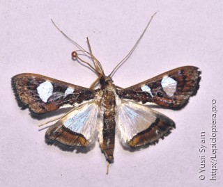 Glyphodes bivitralis