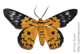 Dysphania militaris