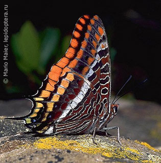 Charaxes jasius