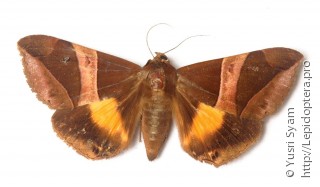 Dysgonia fulvotaenia