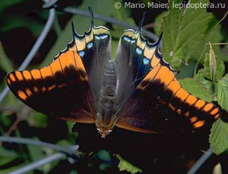 Charaxes jasius