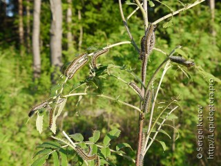 Aporia crataegi