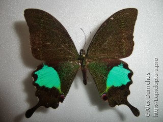 Papilio paris