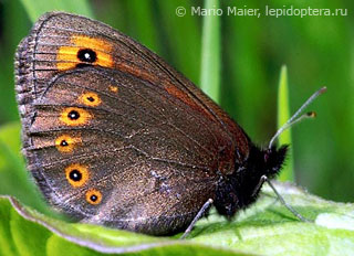 Erebia medusa