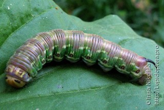 Hyloicus pinastri