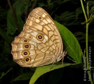 Kirinia epimenides