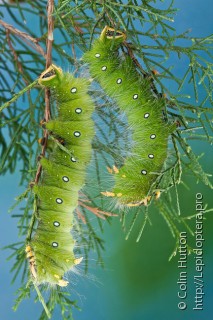 Eacles imperialis