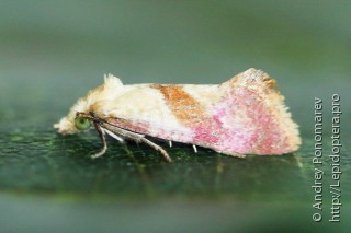 Cochylis flaviciliana