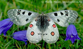 Parnassius phoebus