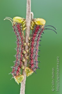 Личинка  Anisota virginiensis