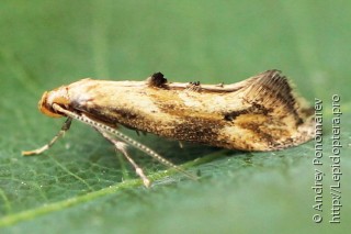 Epermenia illigerella