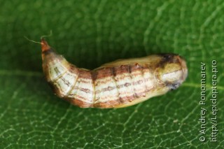 Hypoxystis pluviaria