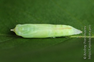 Thymelicus lineola
