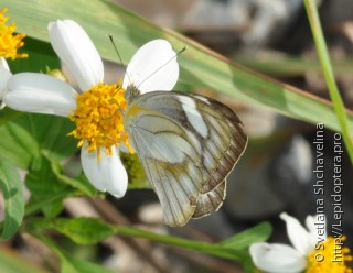 Appias libythea