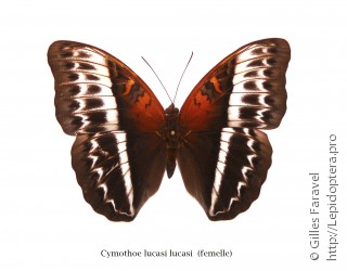 Самка  Cymothoe lucasii