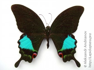 Имаго  Papilio karna