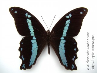 Имаго  Papilio nireus