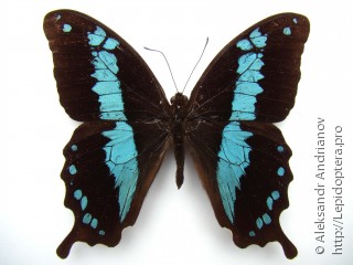 Имаго  Papilio oribazus