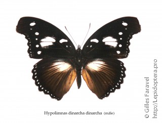 Hypolimnas dinarcha