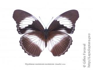 Hypolimnas monteironis