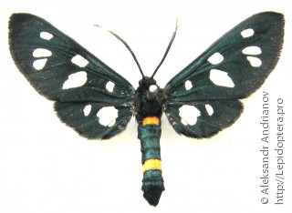 Amata nigricornis