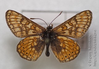 Euphydryas asiatica