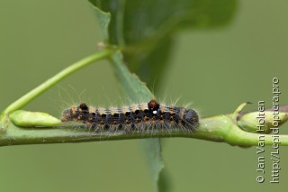 Clostera anachoreta