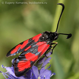 Имаго  Zygaena sedi