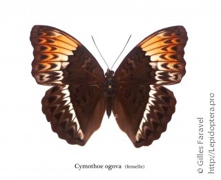 Самка  Cymothoe ogova