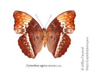 Cymothoe ogova