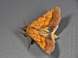 Pyrrhia umbra