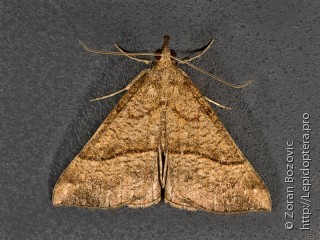 Hypena proboscidalis