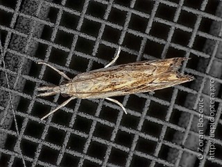 Catoptria falsella