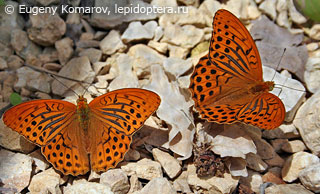 Argynnis paphia