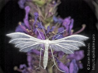 Имаго  (Pterophorus pentadactyla)