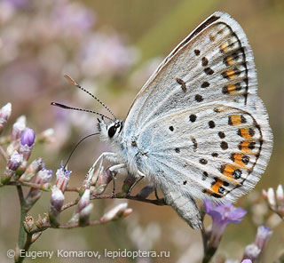 Plebejus argus