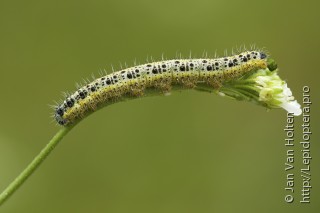 Pieris brassicae