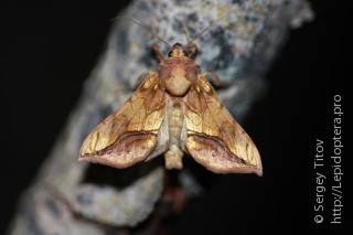 Имаго  Panchrysia aurea