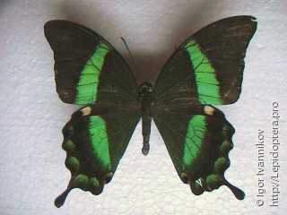 Papilio palinurus